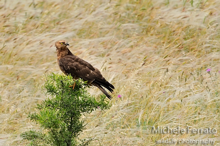 Falco pecchiaiolo - Pernis apivorus